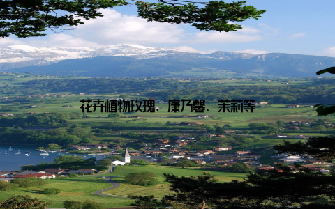 花卉植物玫瑰、康乃馨、茉莉等