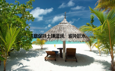 注意保持土壤湿润, 避免积水