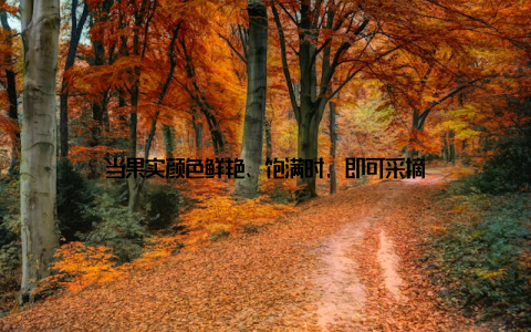 当果实颜色鲜艳、饱满时, 即可采摘