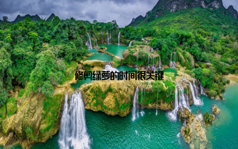 修剪绿萝的时间很关键