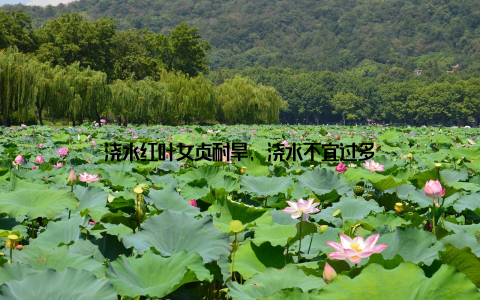 浇水红叶女贞耐旱, 浇水不宜过多