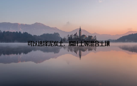 可以选择泥炭土、腐叶土等混合土壤