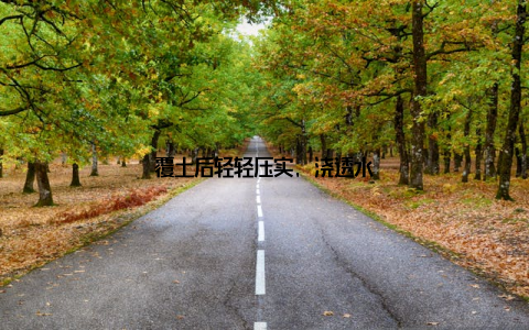 覆土后轻轻压实, 浇透水