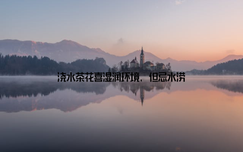 浇水茶花喜湿润环境, 但忌水涝