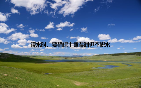 浇水时, 要确保土壤湿润但不积水