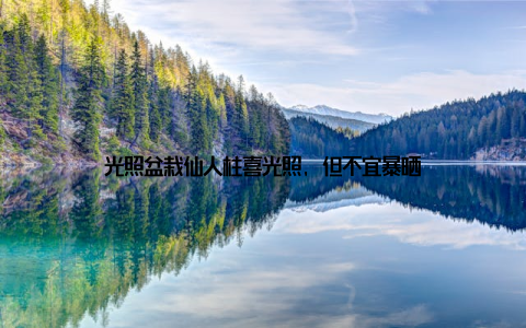 光照盆栽仙人柱喜光照, 但不宜暴晒