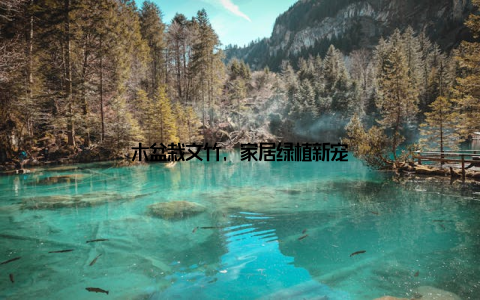 木盆栽文竹, 家居绿植新宠