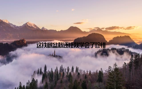 这铁树盆栽还让我学会了珍惜