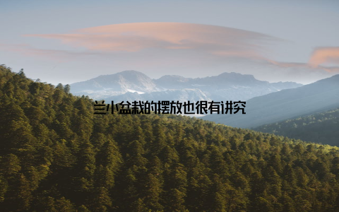 兰小盆栽的摆放也很有讲究