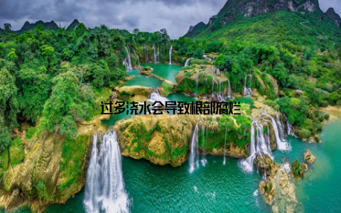 过多浇水会导致根部腐烂