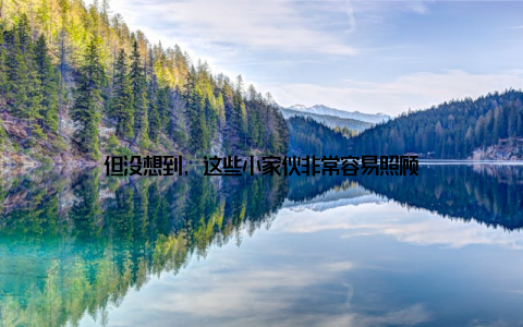 但没想到, 这些小家伙非常容易照顾