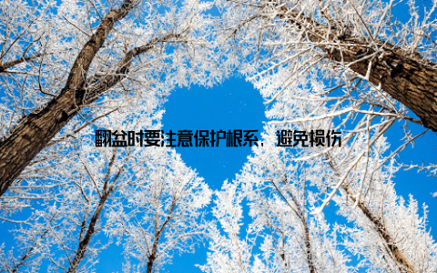 翻盆时要注意保护根系, 避免损伤