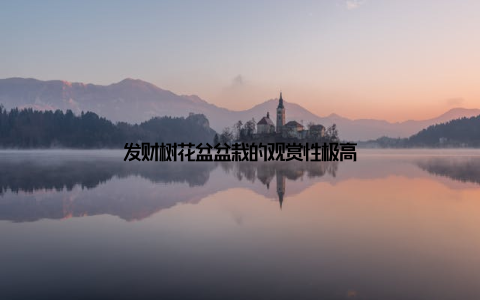 发财树花盆盆栽的观赏性极高