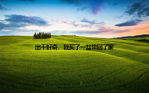 出于好奇, 我买了一盆带回了家