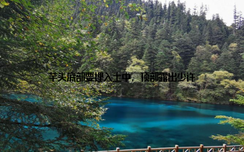 芋头底部要埋入土中, 顶部露出少许