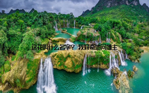 这花叫什么名字? 我好奇地问摊主