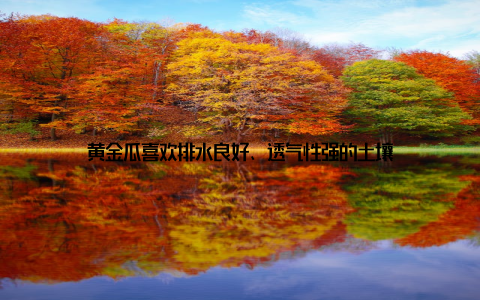 黄金瓜喜欢排水良好、透气性强的土壤