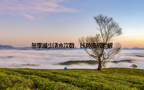 冬季减少浇水次数, 以免造成烂根