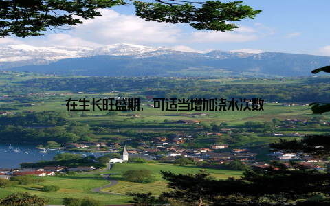 在生长旺盛期, 可适当增加浇水次数