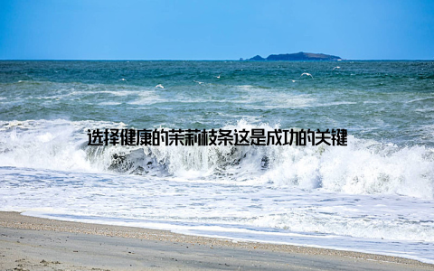 选择健康的茉莉枝条这是成功的关键