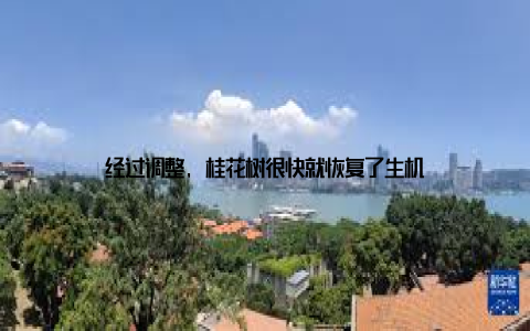 经过调整, 桂花树很快就恢复了生机