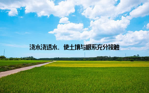 浇水浇透水, 使土壤与根系充分接触