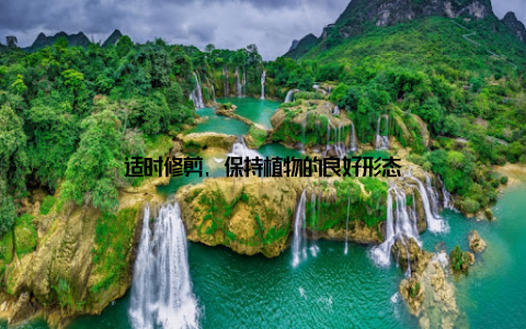 适时修剪, 保持植物的良好形态