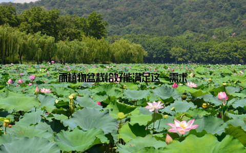 而植物盆栽恰好能满足这一需求