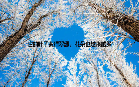 它的叶子变得翠绿, 花朵也越来越多