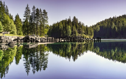 而办公室绿植能起到缓解疲劳的作用