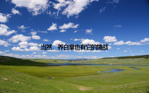 当然, 养白掌也有它的挑战