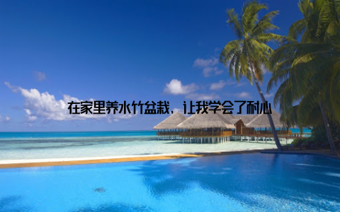 在家里养水竹盆栽, 让我学会了耐心