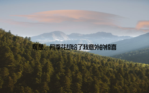 可是, 月季花却给了我意外的惊喜