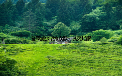 冬季减少浇水次数, 以免烂根