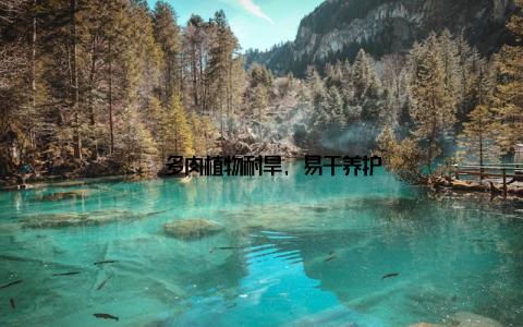 – 多肉植物耐旱, 易于养护