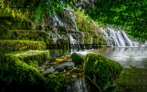 盆栽杭白菊的寓意美好