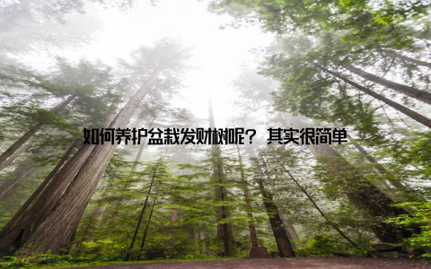 如何养护盆栽发财树呢? 其实很简单