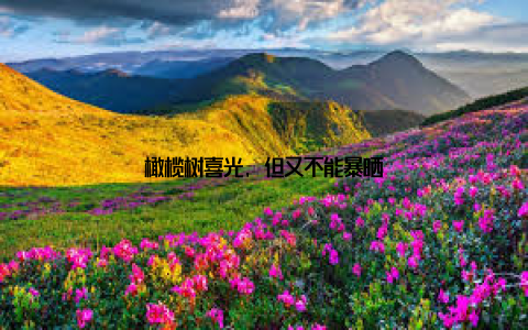 橄榄树喜光, 但又不能暴晒