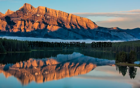 光照根据植物的光照需求, 合理摆放