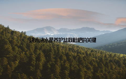 浇水浇水是养护盆栽枇杷的关键