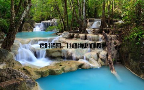 适时修剪, 让植物更加健壮