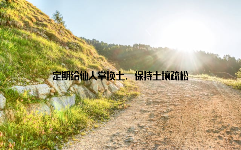 定期给仙人掌换土, 保持土壤疏松