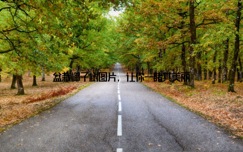 盆栽椰子树图片, 让你一睹其美丽