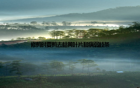 修剪时要剪去枯黄叶片和病弱枝条