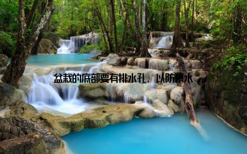 盆栽的底部要有排水孔, 以防积水