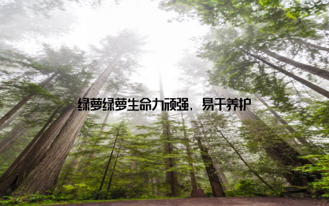 绿萝绿萝生命力顽强, 易于养护