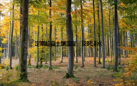 定期检查土壤湿度, 及时浇水