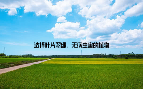 选择叶片翠绿、无病虫害的植物