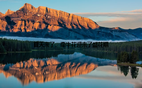 夏天来了, 牵牛花迎来了盛花期