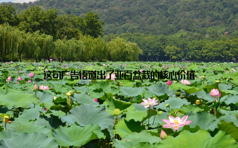 这句广告语道出了亚百盆栽的核心价值